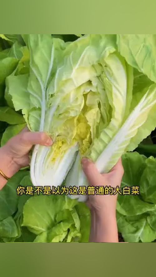 奶油快菜生长快,种植简单,现在正是种植的时间,你也抓紧种起来吧 蔬菜种子 快菜 种子 优质农产品 种菜