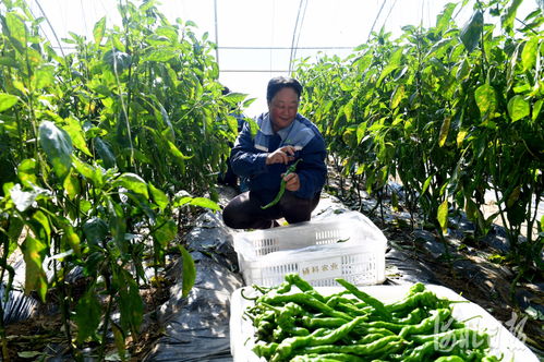 河北宣化 山区绿色精品蔬菜走俏全国市场